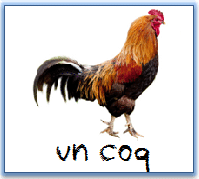 le son [k] : coq