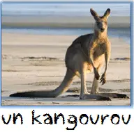 kangourou