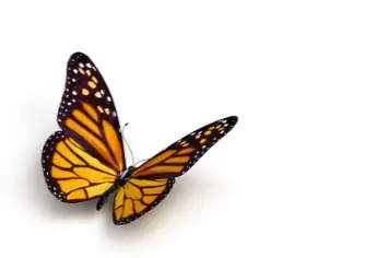 Papillon
