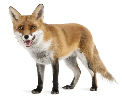 Renard