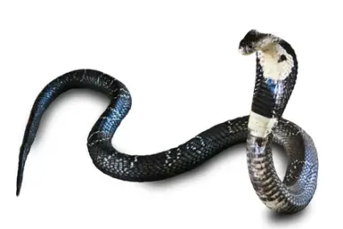 Serpent