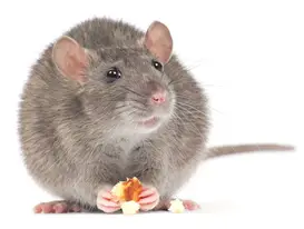 Souris